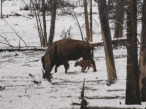 Signs of Spring - First Spring Calf by John W. Uhler - April 1997