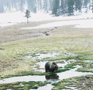 Signs of Spring - Spring Griz by Sylvia Medina - April 1997