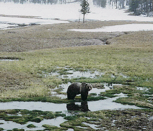 Signs of Spring - Spring Griz by Sylvia Medina - April 1996