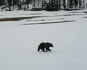 Signs of Spring - Spring Griz by Sylvia Medina - April 1997