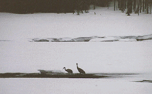 Signs of Spring - Return of the Sandhills by John W. Uhler - April 1997
