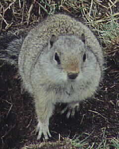 Squirrel by John W. Uhler &copy;