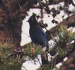 Steller's Jay by John W. Uhler - June 1998 ©