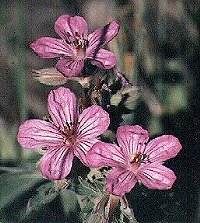Sticky Geranium by John W. Uhler - June 1997 ©
