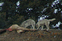 Druid Peak Pack Gray Wolves ©
