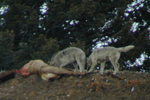 Druid Peak Pack Gray Wolves &copy;
