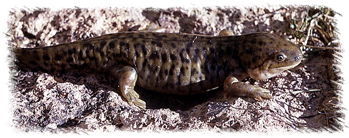 Tiger Salamander - NPS Photo