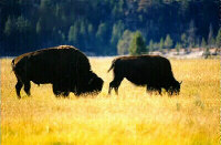 Photo by Doug Dance - Beartooth Images ©