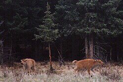 Buffalo Calves by John W. Uhler - June 1997 &copy;