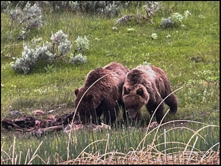 Yellowstone Grizzly Cubs ~ © Copyright All Rights Reserved Yellowstone Grizzly Cubs ~ © Copyright All Rights Reserved