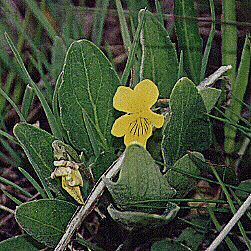 Nuttall Violet by John W. Uhler &copy;