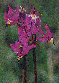 Slimpod Shooting Stars by John W. Uhler &copy;