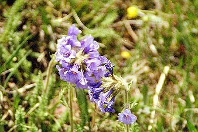 Mountain Bluebell - Mount Washburn - 28 June 2002 by John W. Uhler &copy;