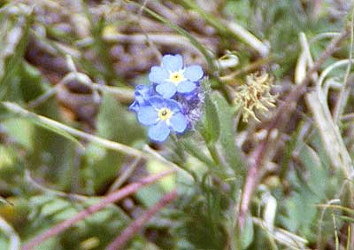 Alpine Forget-Me-Not - Mount Washburn - 28 June 2002 by John W. Uhler &copy;