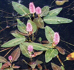 Ladysthumb Knotweed (Polygonum amphibium)