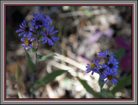 Yellowstone Wildflowers by John William Uhler Copyright © All Rights Reserved