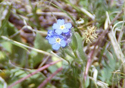 Wild Blue Flax; Lewis Flax (Linum perenne var. Lewisii)