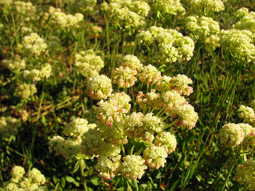 Sulfur Buckwheat by Pat Eftink © Copyright All Rights Reserved