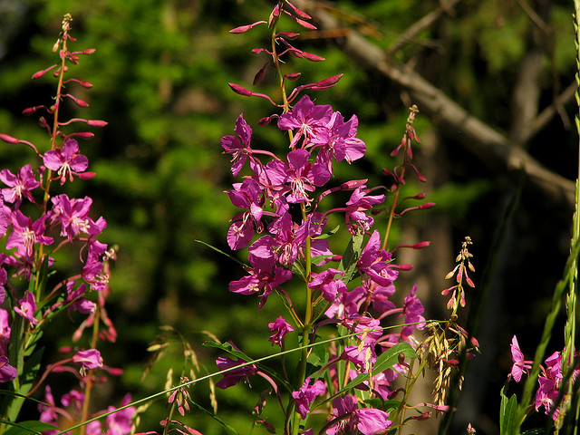 Fireweed by Pat Eftink © Copyright All Rights Reserved
