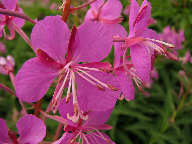 Fireweed Close Up by Pat Eftink © Copyright All Rights Reserved