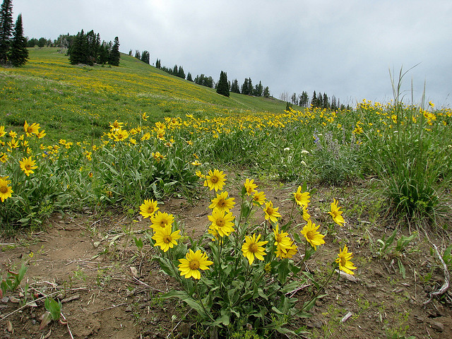 Wildflowers on Dunraven Pass by Pat Eftink © Copyright All Rights Reserved