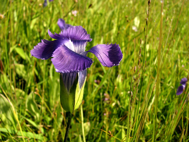 Fringed Gentian by Pat Eftink © Copyright All Rights Reserved Fringed Gentian by Pat Eftink © Copyright All Rights Reserved
