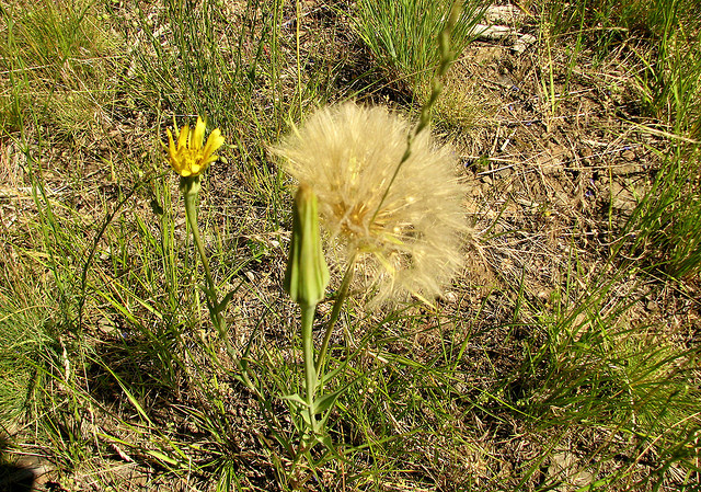 Goats Beard or Yellowstone Salsify by Pat Eftink © Copyright All Rights Reserved