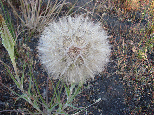 Goats Beard or Yellowstone Salsify by Pat Eftink © Copyright All Rights Reserved