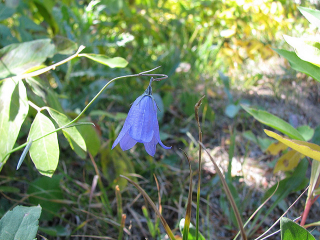 Harebell by Pat Eftink © Copyright All Rights Reserved