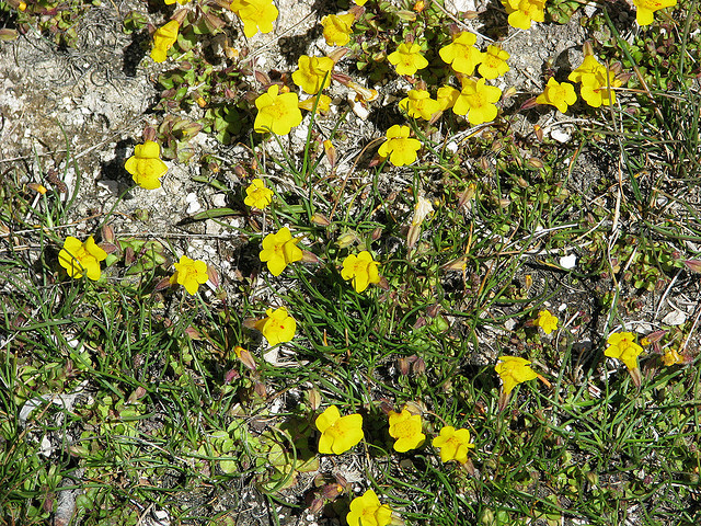 Yellow Monkey-flowers by Pat Eftink © Copyright All Rights Reserved