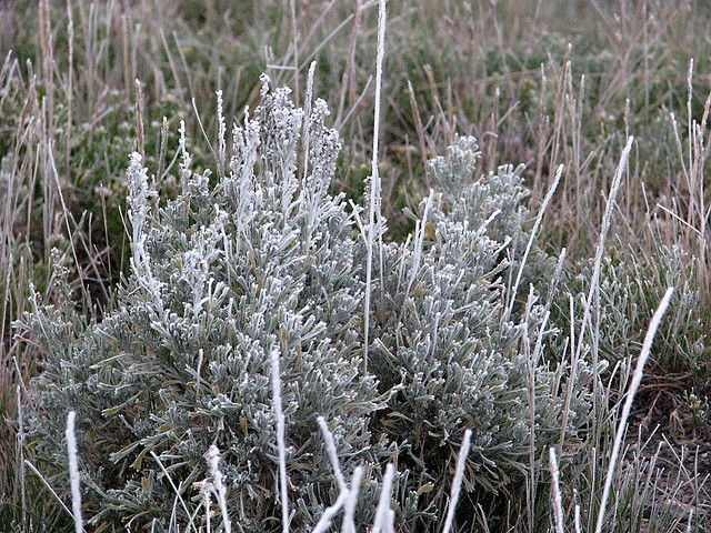 Frost Covered Sagebrush by Pat Eftink © Copyright All Rights Reserved