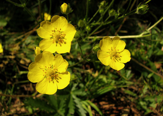 Shrubby Cinquefoil by Pat Eftink © Copyright All Rights Reserved