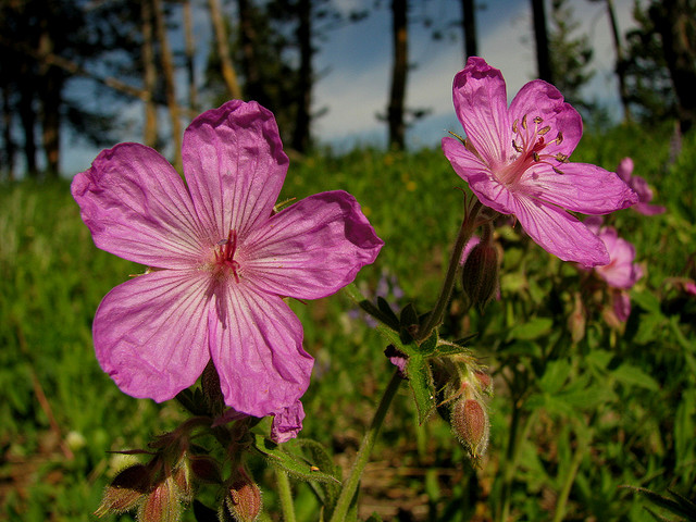 Sticky Geranium by Pat Eftink © Copyright All Rights Reserved