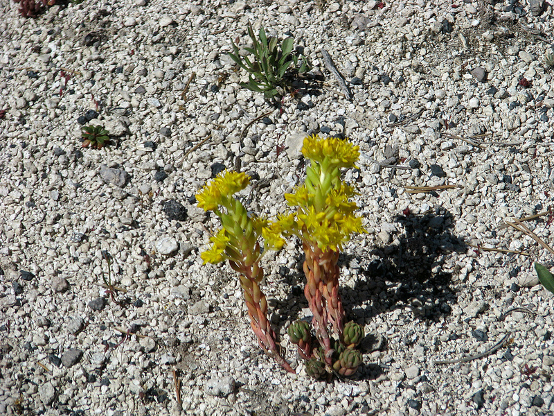 Lanceleaved Stonecrop by Pat Eftink © Copyright All Rights Reserved