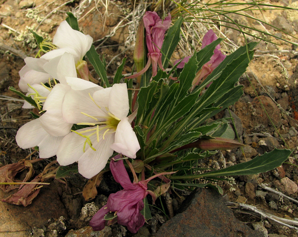 Unknown Wildflower 5 by Pat Eftink © Copyright All Rights Reserved Unknown Wildflower 5 by Pat Eftink © Copyright All Rights Reserved