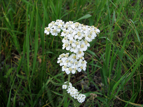 Common Yarrow (Achillea millefolium) by by Pat Eftink © Copyright All Rights Reserved