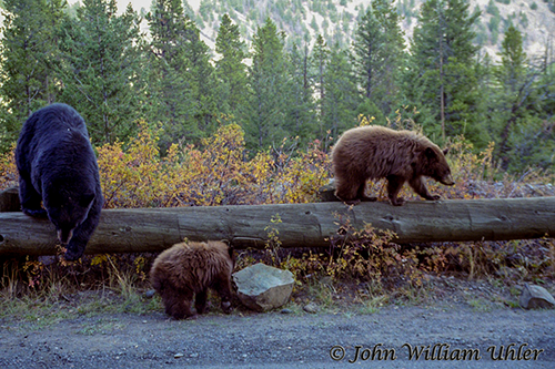 Black Bear Sow and Cinnamon Cubs ~ © Copyright All Rights Reserved John William Uhler
