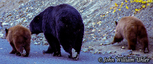 Black Bear Sow and Cinnamon Cubs ~ © Copyright All Rights Reserved John William Uhler