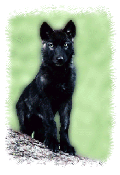 Yellowstone Black Wolf Pup 1995 ~ © Copyright All Rights Reserved
