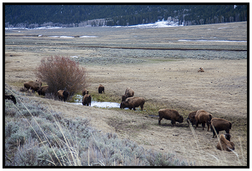 Buffalo in Lamar Valley taken Spring 2016 ~ © Copyright All Rights Reserved John William Uhler