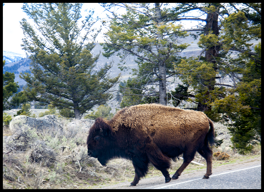 Yellowstone Buffalo taken Spring 2016 ~ © Copyright John William All Rights Reserved