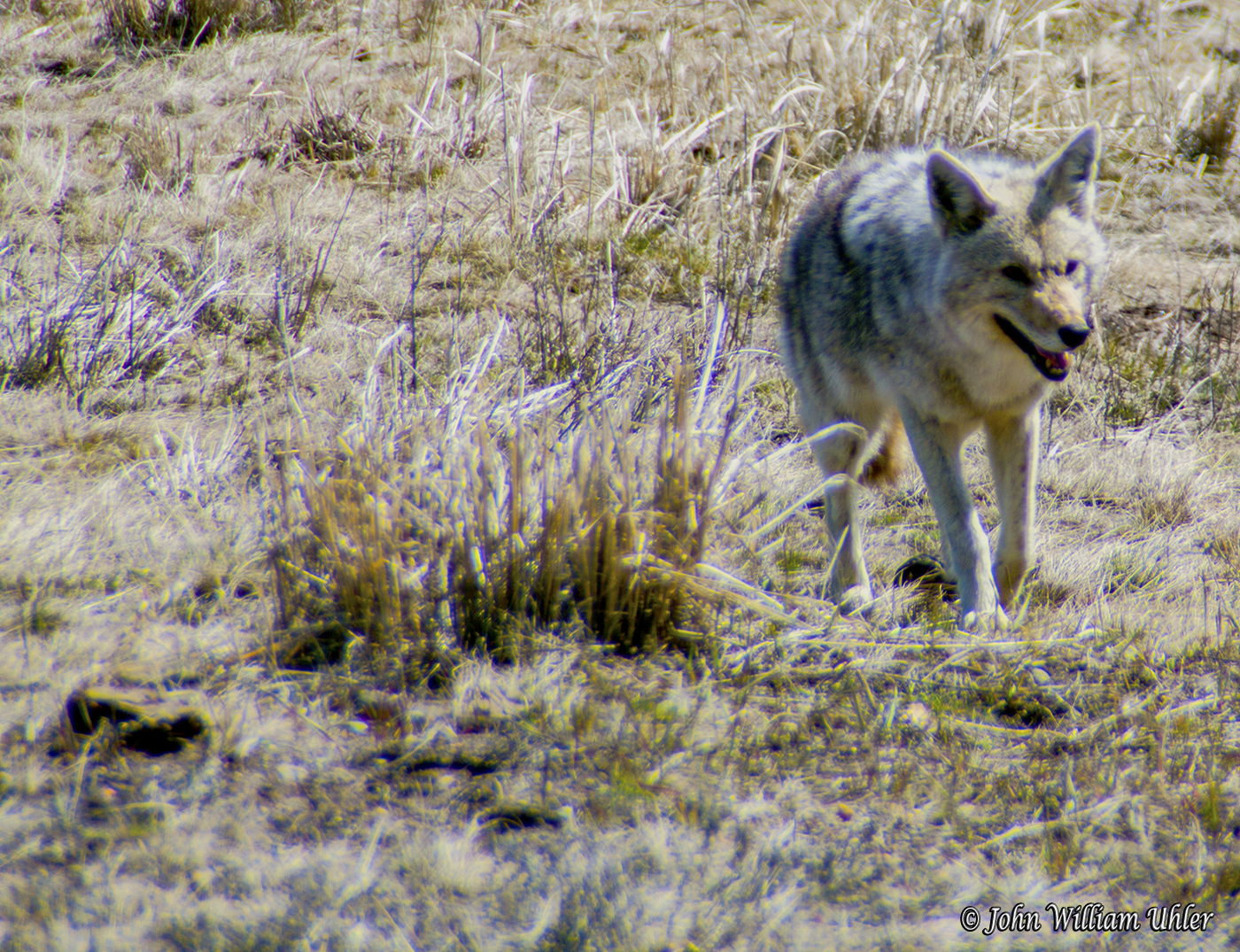 Coyote - Yellowstone National Park © John William Uhler