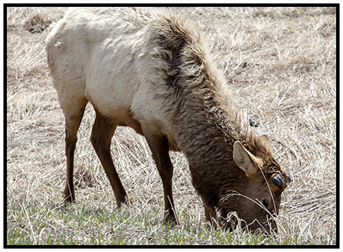 Yellowstone Elk taken Spring 2016 ~ © Copyright All Rights Reserved John William Uhler