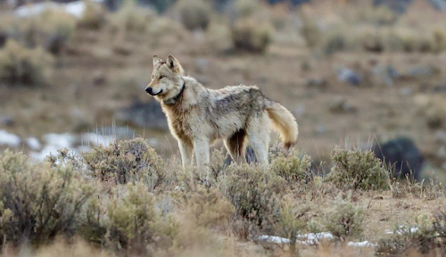 Yellowstone Gray Wolf taken Spring 2024 by Bruce Parker ~ © Copyright Bruce Parker All Rights Reserved
