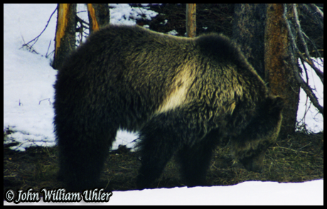 Yellowstone Grizzly Bear ~ © Copyright All Rights Reserved John William Uhler