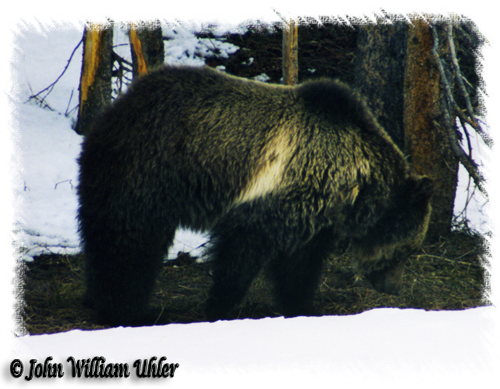 Yellowstone Grizzly Bear ~ © Copyright All Rights Reserved John William Uhler
