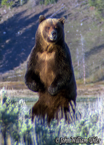 Grizzly Bear by John W. Uhler © Copyright