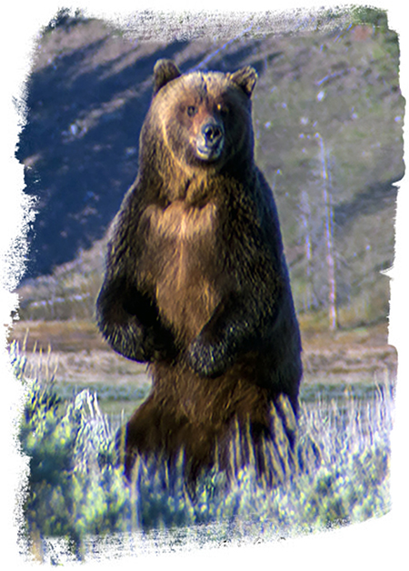 Yellowstone Grizzly Bear taken Spring 2014 ~ © Copyright John William Uhler All Rights Reserved