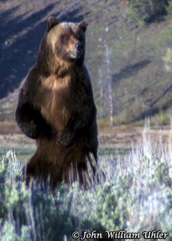 Yellowstone Grizzly Bear taken Spring 2014 ~ © Copyright All Rights Reserved John William Uhler