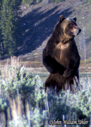 Yellowstone Grizzly Bear taken Spring 2014 ~ © Copyright All Rights Reserved John William Uhler